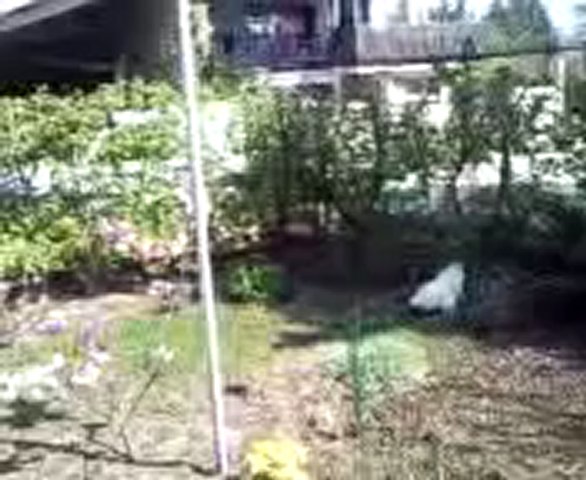 Dailymotion Mes poules