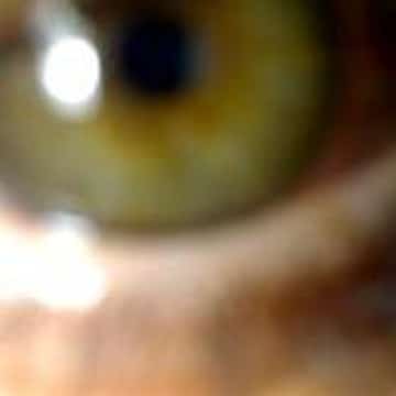 , nids de poules,Mes poules sur Daily Motion