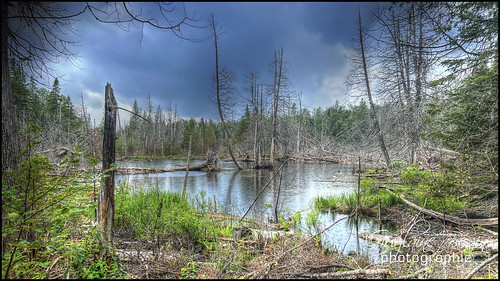 , décharge sauvage,Évasion sauvage sur Flickr